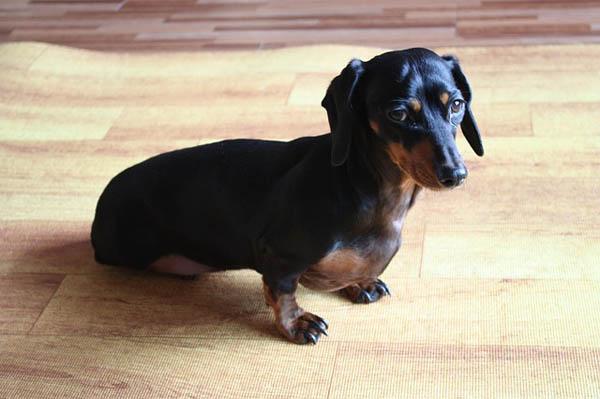 https://images.dog.ceo/breeds/dachshund/puppy-1006024_640.jpg