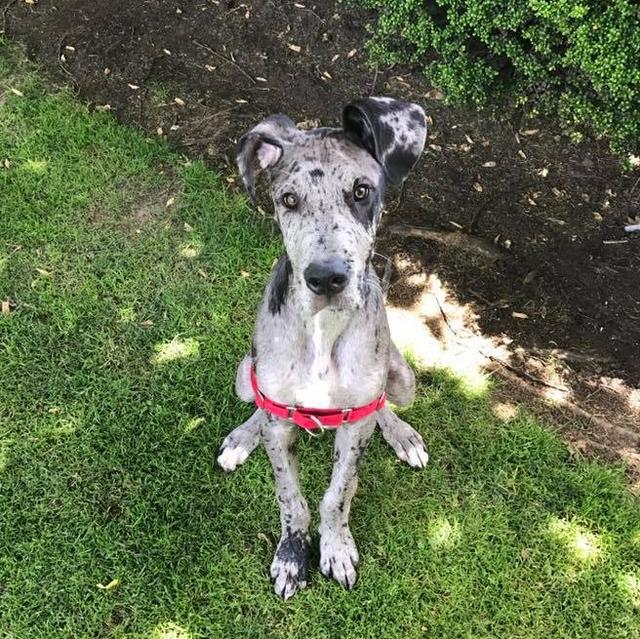 https://images.dog.ceo/breeds/dane-great/dane-3.jpg