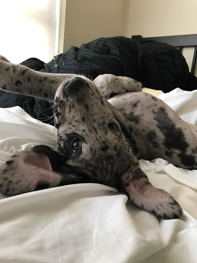 https://images.dog.ceo/breeds/dane-great/dane-4.jpg