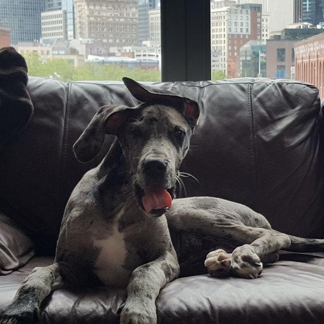 https://images.dog.ceo/breeds/dane-great/dane-5.jpg