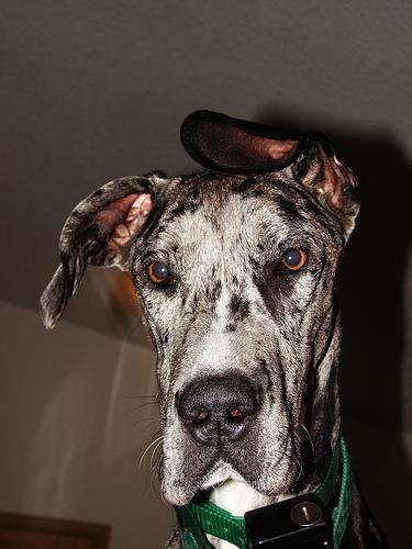 https://images.dog.ceo/breeds/dane-great/n02109047_12916.jpg