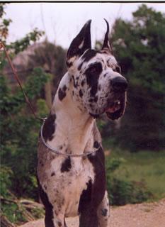 https://images.dog.ceo/breeds/dane-great/n02109047_13072.jpg