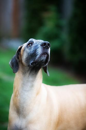 https://images.dog.ceo/breeds/dane-great/n02109047_13211.jpg