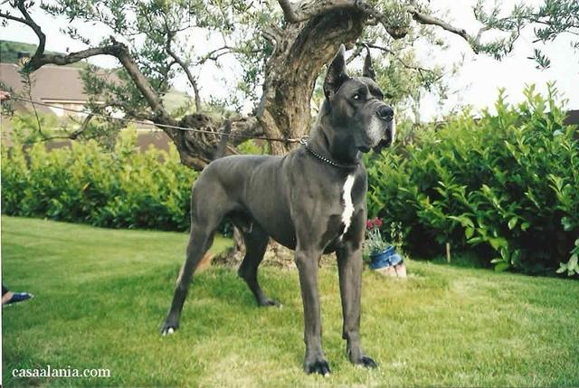 https://images.dog.ceo/breeds/dane-great/n02109047_19984.jpg