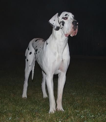 https://images.dog.ceo/breeds/dane-great/n02109047_21589.jpg