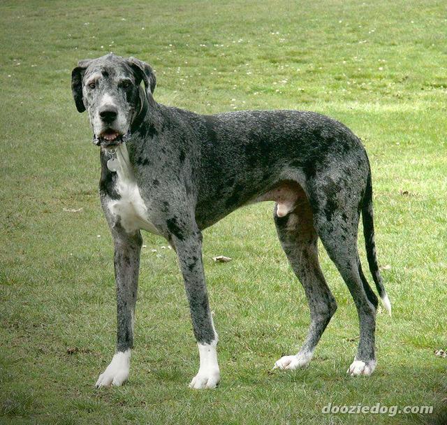 https://images.dog.ceo/breeds/dane-great/n02109047_2553.jpg