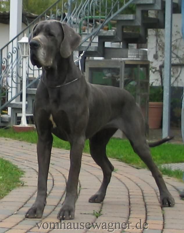 https://images.dog.ceo/breeds/dane-great/n02109047_34175.jpg