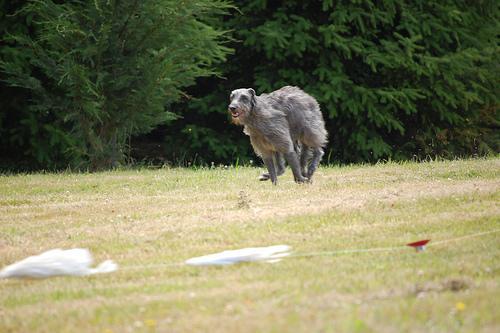 https://images.dog.ceo/breeds/deerhound-scottish/n02092002_1029.jpg