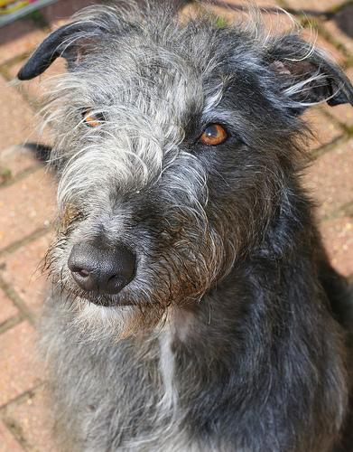 https://images.dog.ceo/breeds/deerhound-scottish/n02092002_10693.jpg