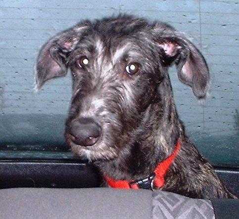 https://images.dog.ceo/breeds/deerhound-scottish/n02092002_10699.jpg