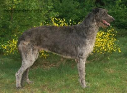 https://images.dog.ceo/breeds/deerhound-scottish/n02092002_109.jpg