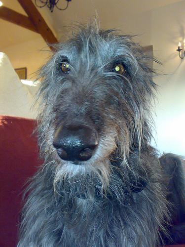 https://images.dog.ceo/breeds/deerhound-scottish/n02092002_11087.jpg