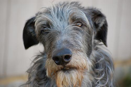 deerhound