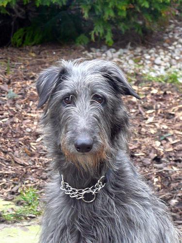 https://images.dog.ceo/breeds/deerhound-scottish/n02092002_11131.jpg