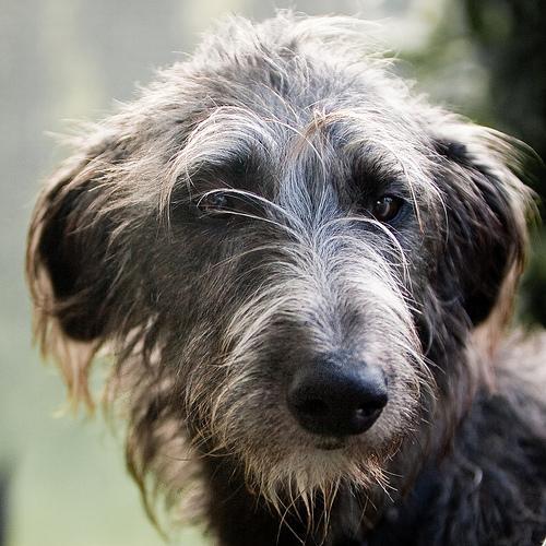 https://images.dog.ceo/breeds/deerhound-scottish/n02092002_11245.jpg