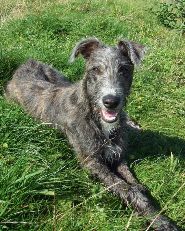 https://images.dog.ceo/breeds/deerhound-scottish/n02092002_1147.jpg