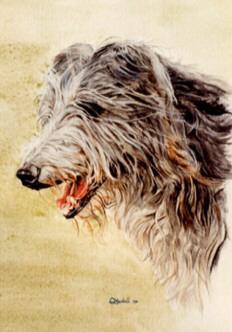 https://images.dog.ceo/breeds/deerhound-scottish/n02092002_120.jpg