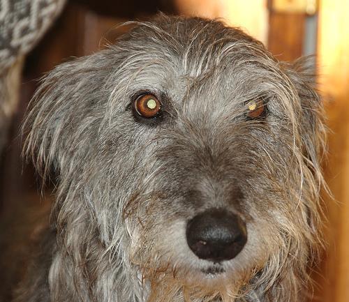 https://images.dog.ceo/breeds/deerhound-scottish/n02092002_12394.jpg