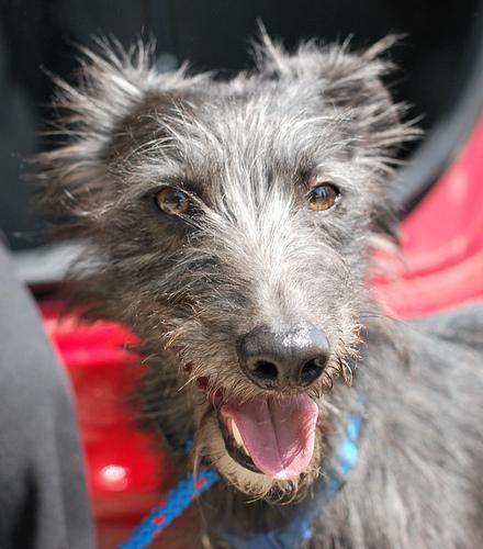 https://images.dog.ceo/breeds/deerhound-scottish/n02092002_12414.jpg