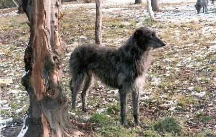 https://images.dog.ceo/breeds/deerhound-scottish/n02092002_1242.jpg