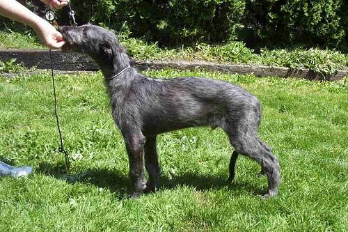 https://images.dog.ceo/breeds/deerhound-scottish/n02092002_1253.jpg