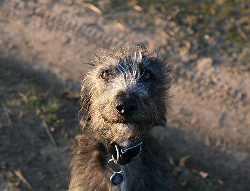 https://images.dog.ceo/breeds/deerhound-scottish/n02092002_12828.jpg