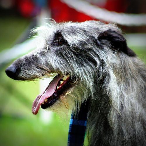 https://images.dog.ceo/breeds/deerhound-scottish/n02092002_12977.jpg