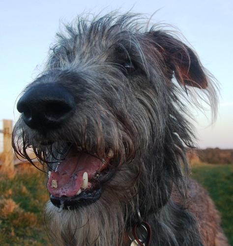 https://images.dog.ceo/breeds/deerhound-scottish/n02092002_13159.jpg