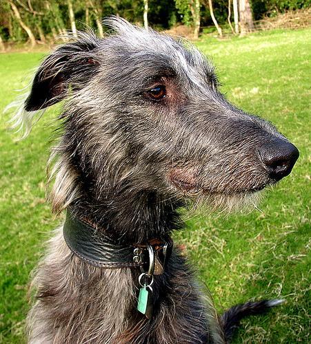 https://images.dog.ceo/breeds/deerhound-scottish/n02092002_13372.jpg