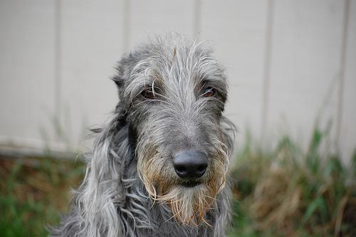 https://images.dog.ceo/breeds/deerhound-scottish/n02092002_13380.jpg