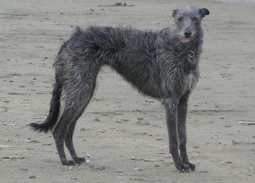 https://images.dog.ceo/breeds/deerhound-scottish/n02092002_1339.jpg