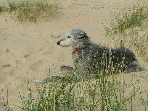 https://images.dog.ceo/breeds/deerhound-scottish/n02092002_14102.jpg