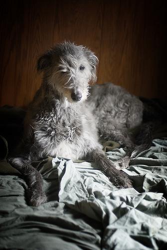 https://images.dog.ceo/breeds/deerhound-scottish/n02092002_14369.jpg