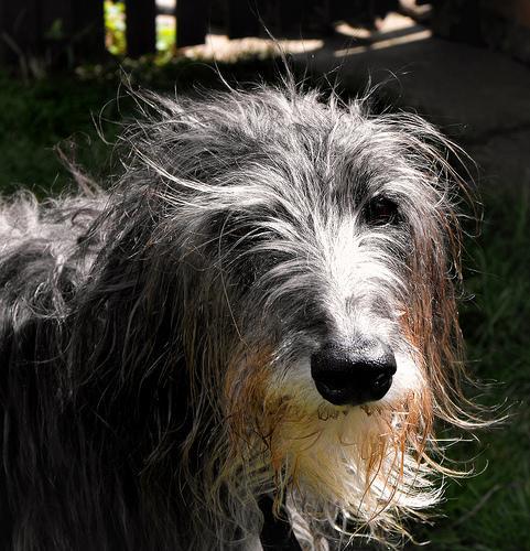 https://images.dog.ceo/breeds/deerhound-scottish/n02092002_14540.jpg