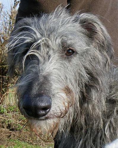 https://images.dog.ceo/breeds/deerhound-scottish/n02092002_14771.jpg