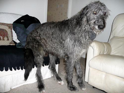 https://images.dog.ceo/breeds/deerhound-scottish/n02092002_14825.jpg