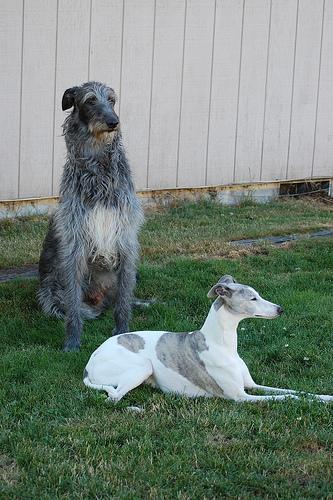 https://images.dog.ceo/breeds/deerhound-scottish/n02092002_14858.jpg