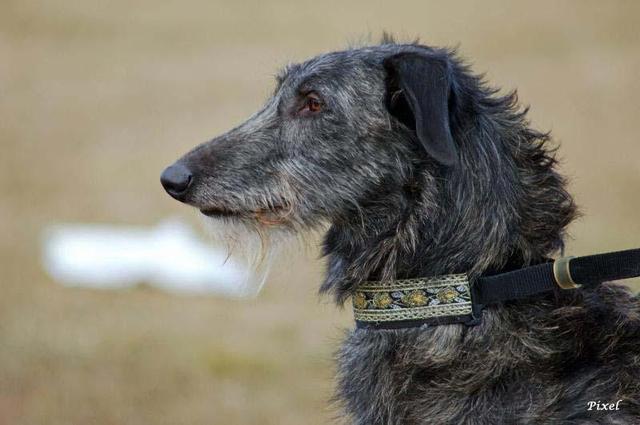 https://images.dog.ceo/breeds/deerhound-scottish/n02092002_149.jpg