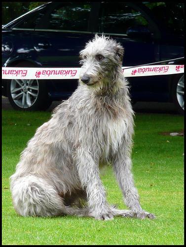 https://images.dog.ceo/breeds/deerhound-scottish/n02092002_14917.jpg