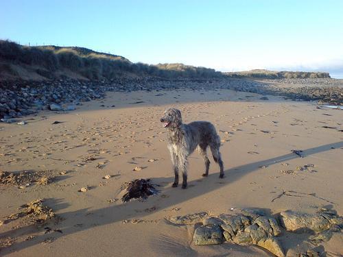 https://images.dog.ceo/breeds/deerhound-scottish/n02092002_15010.jpg