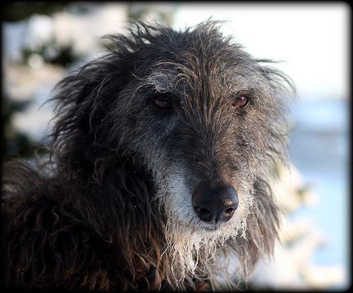 https://images.dog.ceo/breeds/deerhound-scottish/n02092002_15096.jpg