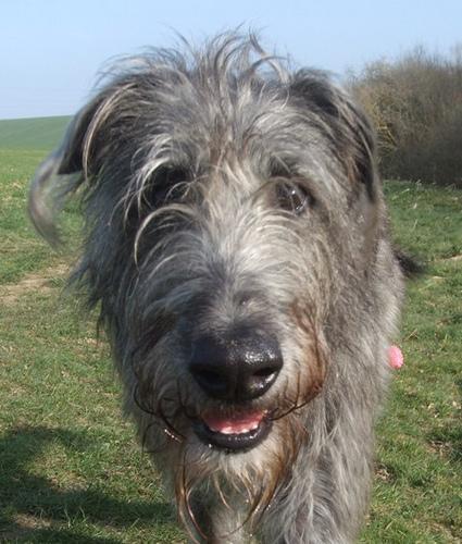 https://images.dog.ceo/breeds/deerhound-scottish/n02092002_15112.jpg