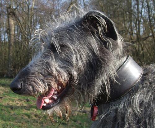 https://images.dog.ceo/breeds/deerhound-scottish/n02092002_15165.jpg