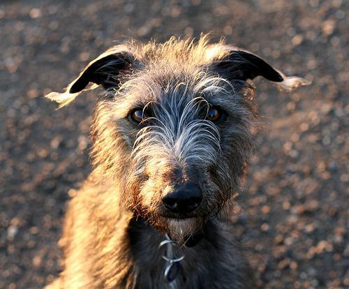 https://images.dog.ceo/breeds/deerhound-scottish/n02092002_15342.jpg