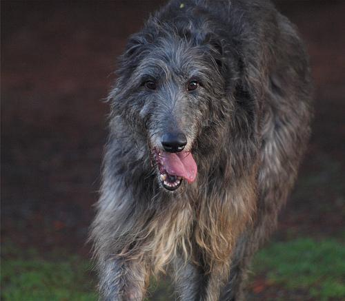 https://images.dog.ceo/breeds/deerhound-scottish/n02092002_15354.jpg