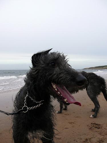 https://images.dog.ceo/breeds/deerhound-scottish/n02092002_1551.jpg