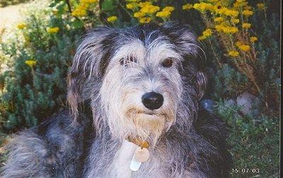 https://images.dog.ceo/breeds/deerhound-scottish/n02092002_1564.jpg