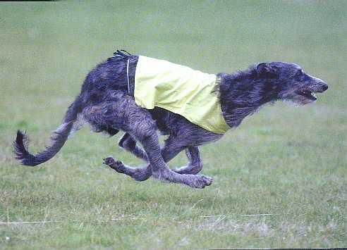 https://images.dog.ceo/breeds/deerhound-scottish/n02092002_1583.jpg