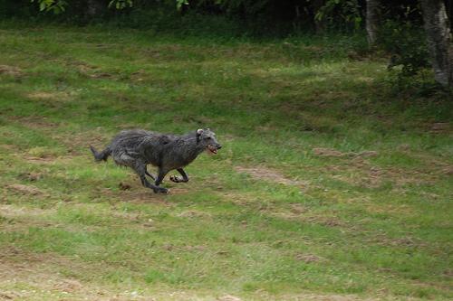 https://images.dog.ceo/breeds/deerhound-scottish/n02092002_1608.jpg