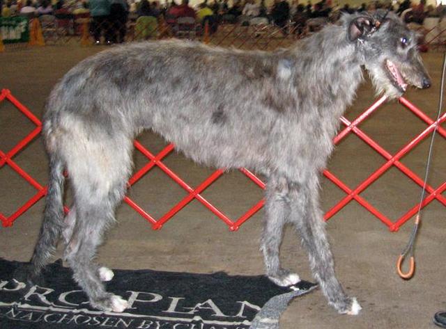 https://images.dog.ceo/breeds/deerhound-scottish/n02092002_1646.jpg